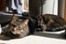 10320923zach-n-mynx1
