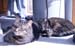 10320923zach-n-mynx2