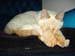 20050826cats07