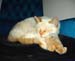 20050826cats12
