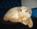20050826cats13