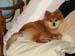 20080816foxy3184