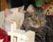 20081230tree-w-cats3906