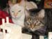 20081230tree-w-cats3907