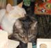 20081230tree-w-cats3908