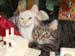 20081230tree-w-cats3909