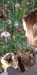 20081230zach-b4tree3905