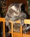 20090111zach3920