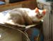 20090403johnny4049