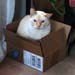 20090417johnny-in-a-box4055