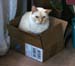20090417johnny-in-a-box4056