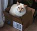 20090417johnny-in-a-box4058