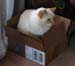 20090417johnny-in-a-box4059
