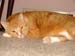 20091127weasley4928