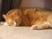 20091127weasley4929