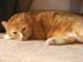 20091127weasley4930
