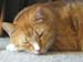 20091127weasley4931