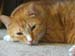 20091127weasley4932