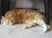 20091127weasley4933