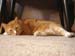 20091127weasley4934