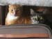 20100113fatty-mynx5058