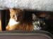 20100113fatty-mynx5059