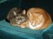 20100208mynx-weasley5103