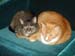 20100208mynx-weasley5104
