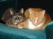 20100208mynx-weasley5105