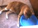 20100218weasley5116