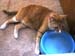 20100218weasley5117
