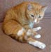 20100218weasley5162