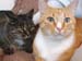20100218weasley5173by-jy
