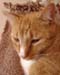 20100218weasley5176