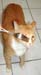 20100219weasley5209