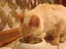 20100510johnny5444