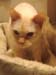 20100510johnny5523