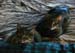 20100814mynx-n-zach5839