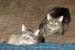 20100814mynx-n-zach5841