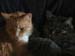 20110621weasley6360mynx