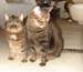 20111230mynx-n-zach6863