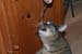 20121014mynx2eating-fork