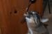 20121014mynx3eating-fork