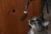 20121014mynx4eating-fork