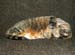 20130301mynx1