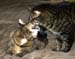 20130312zach-n-mynx2g