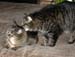 20130312zach-n-mynx3