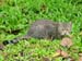 DSC00185rgb300rainForestCAT