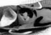 cat-in-bag72bw