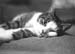 cat-vegetarian1